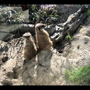 Meet your Posher, Jasmine